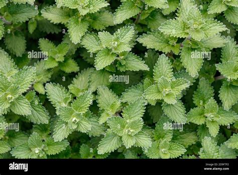 Catmint Leaves Hi Res Stock Photography And Images Alamy