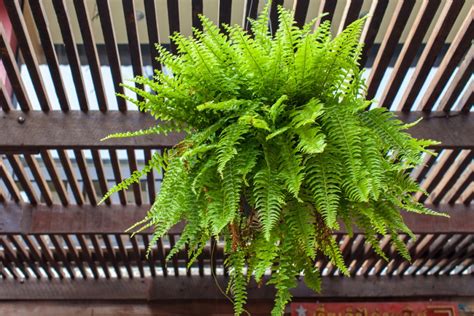 How To Grow Ferns Indoors To Help Them Thrive Happysprout