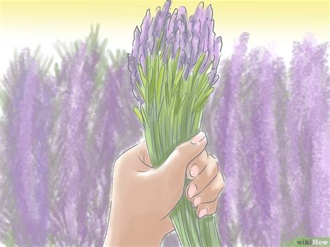 Come Piantare La Lavanda Passaggi Con Immagini