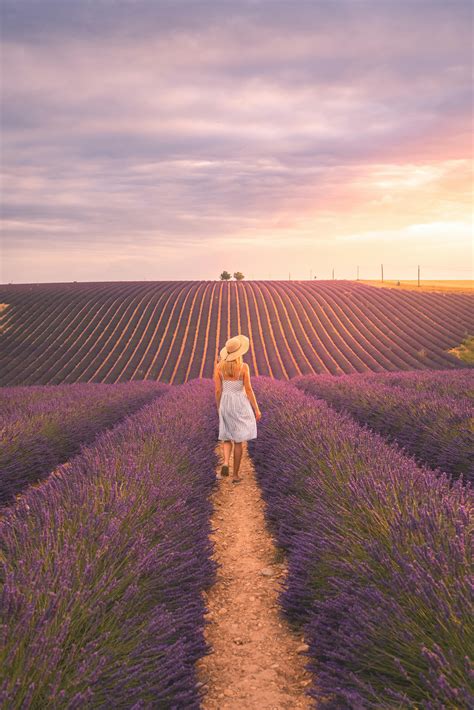 Lavender Fields Photos, Download The BEST Free Lavender Fields Stock ...