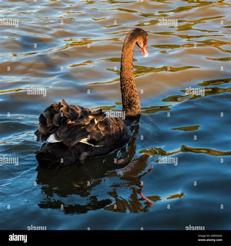 Black Swan Cygnus Atratus Centennial Park New South Wales Australia