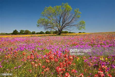 33 Mesquite Tree Flowers Stock Photos, High-Res Pictures, and Images ...