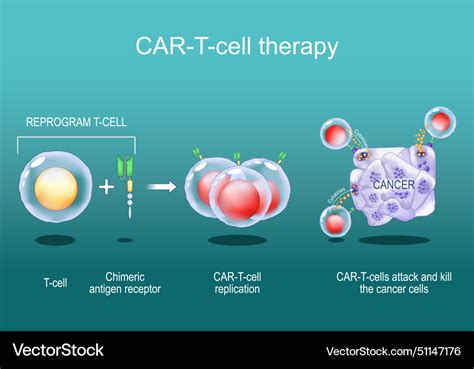 Car T Cell Therapy Cancer Immunotherapy Royalty Free Vector