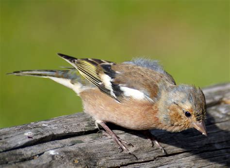 Bildet natur gren fugl gjerde dyr dyreliv nebb fjær fauna