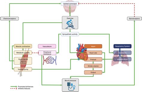 Frontiers Blood Pressure Response To Exercise In Children And Adolescents