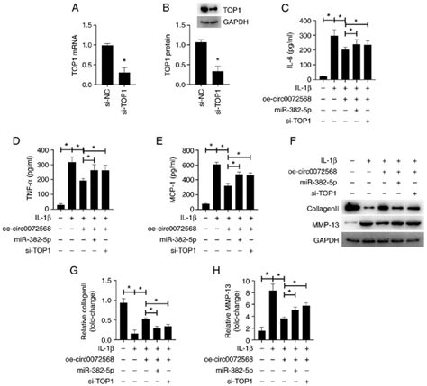 Circ Protects Chondrocytes From Il Induced Inflammation And