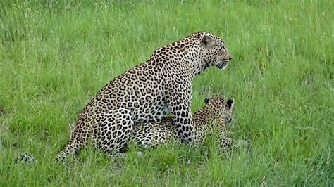 Leopards Mating Youtube