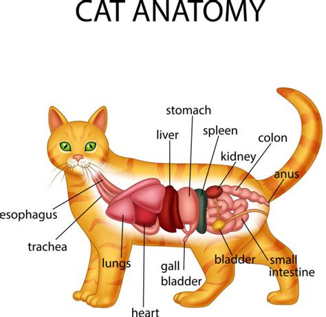 Duodenum Jejunum Ileum Cat