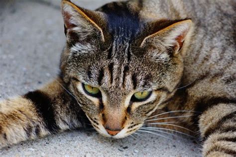 Close Up Of Relaxed Tabby Cat With Green Eyes Lying Down From Pikwizard