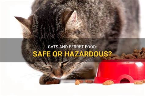 Cats And Ferret Food Safe Or Hazardous PetShun