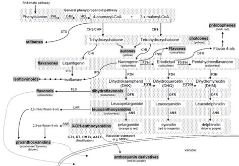 2 Schematic Of The Flavonoid Biosynthetic Pathway Showing The