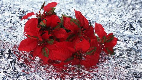 Top Poinsettia Wallpaper Full Hd K Free To Use