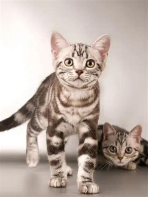 5 Tabby Cat Fur Patterns You Should Know Story - The Discerning Cat