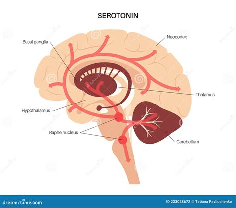 Serotonin Pathway In Brain Stock Vector Illustration Of Synapse