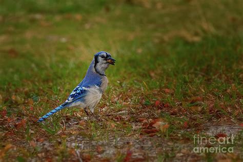 Blue Jay Eating Nuts - 5824 Photograph by Marvin Reinhart | Fine Art ...