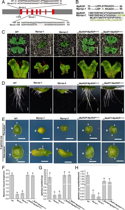 Rop Signaling Regulates Spatial Pattern Of Cell Division And