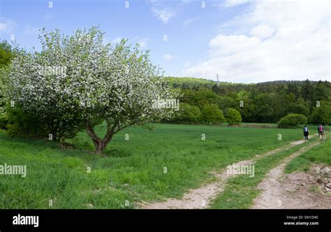 rambling  res stock photography  images alamy
