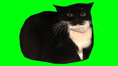 Maxwell The Cat Spinning Dancing Green Screen 4k Hdr 60 Fps Youtube