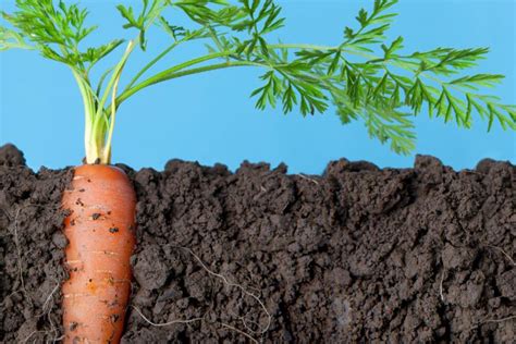 Growing Carrots Made Easy A Step By Step Guide