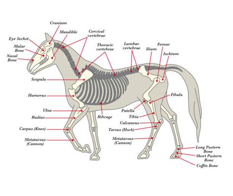 Horse Anatomy Skeleton