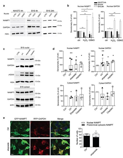 Nuclear Levels Of NAMPT And GAPDH Are Modulated By Stress Conditions In