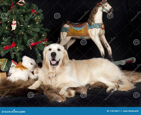 Golden Retriever and Christmas Tree Stock Image - Image of pure, rest ...