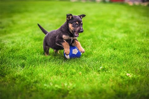 Socialização de cães tudo que você precisa saber Petlove