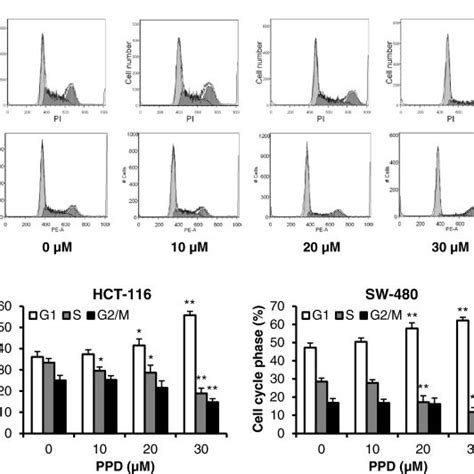 Effects Of Ppd On Colorectal Cancer Cell Cycle Hct And Sw