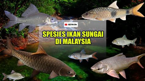 Jenis Ikan Air Tawar Di Malaysia - ansmant