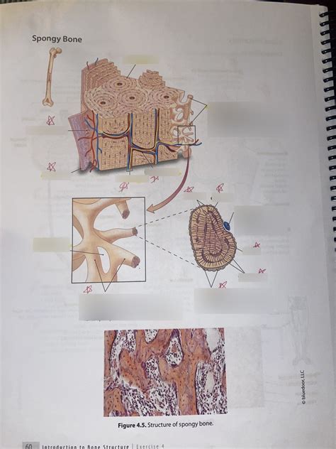 Spongy Bone Histology Prelab Ex Diagram Quizlet