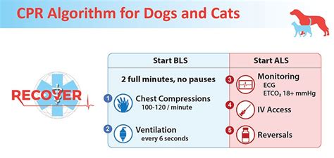 Recover Cpr Updated Guidelines Vetrinurse Cpd