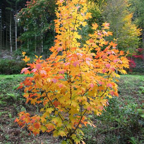 Acer Saccharum Legacy ~ Legacy Sugar Maple King S Sunset Nursery