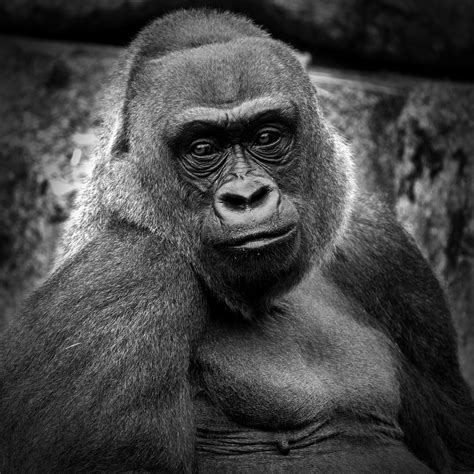 port lympne wild animal park christmas lights 7