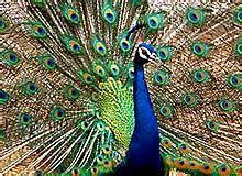 National Bird Of India - National Bird India - India National Bird ...