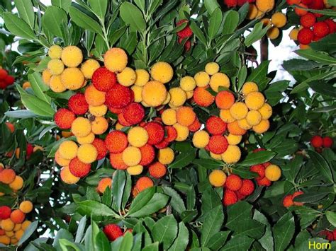 Online Plant Guide Arbutus Unedo Strawberry Tree