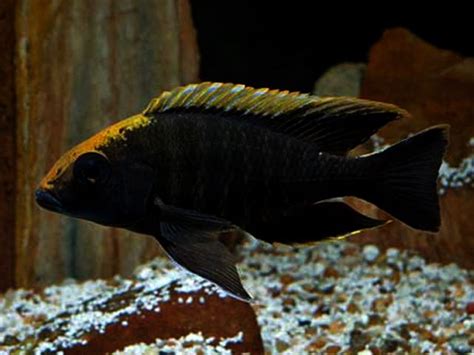 The Aulonocara Maylandi Or Sulfur Head Peacock Cichlid Is Another Popular Species Of Aulonocara