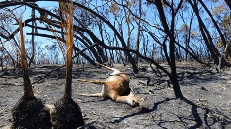 South Australia Fires Hundreds Of Animals Dead Bbc News