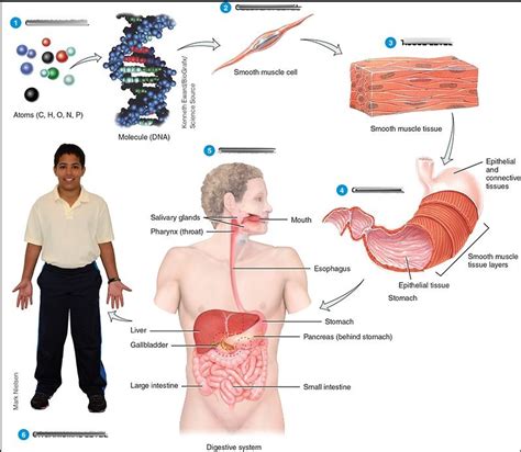 Levels Of Structural Organization Diagram Quizlet