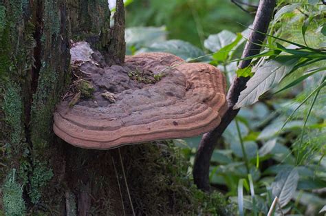 Mushrooms Found In Coloradodeadly Psychedelic And Everything In