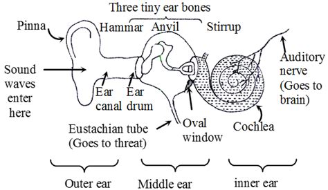 Human Ear Structure And Function We Have Just Learnt How Sound Vibrations From A Source