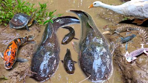 Tangkap Ikan Gabus Besar Dalam Lubang Ikan Lele Ikan Hias Ikan Koi