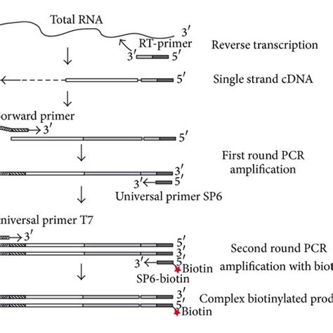 Representative Results Of Fusion Genes A Multiplex Rt Pcr Analysis