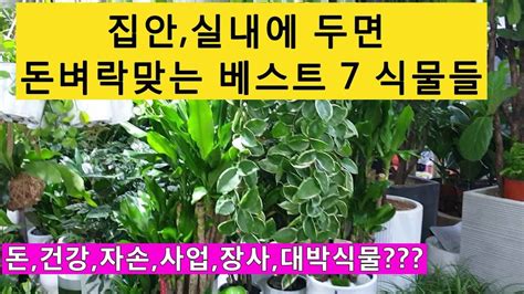 부자가 되려면 키워야 할 돈 들어오는 7가지 대박식물 7 Plants That Give You Good Luck