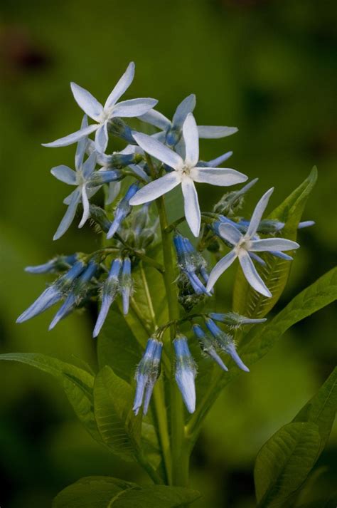 The 14 Best Full-Sun Perennials, According To Gardening Pros