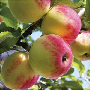 19 Best Apple Tree Varieties (with a Guide to Flowering Groups ...