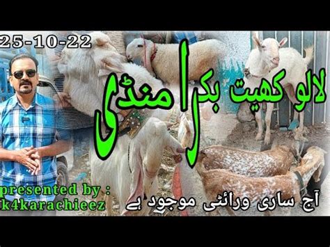 Lalukhet Bakra Mandi Latest Updates Bakra Rates Gulabi Breeder Tedda