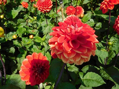 Insel Mainau Dahliengarten Blume Dahlie Stkone Flickr