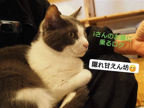 保護猫シェルターにゃんさとは皆さんに応援していただく形の開放型シェルターです ️ わんとにゃんのブログ