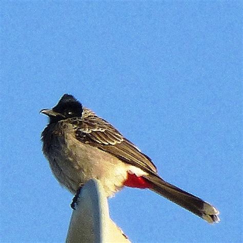 Red Vented Bulbul Project Noah