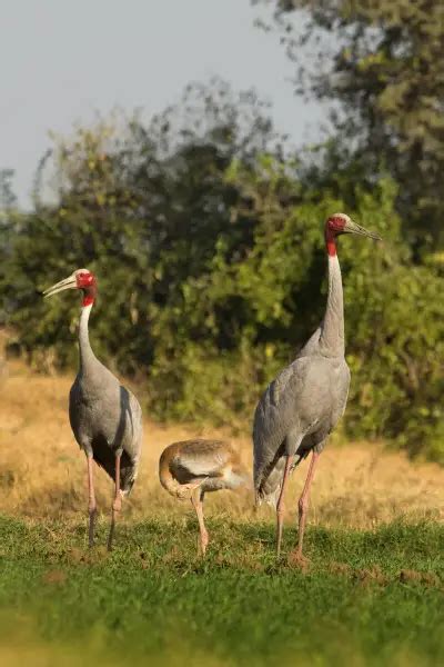 Sarus Crane - Facts, Diet, Habitat & Pictures on Animalia.bio